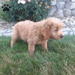 Duke, Mini Goldendoodle Puppy